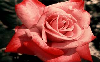 Le Baiser de L'Arc de Triomphe